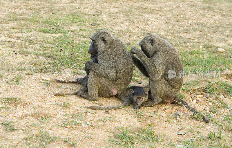 Olive Baboons with babies